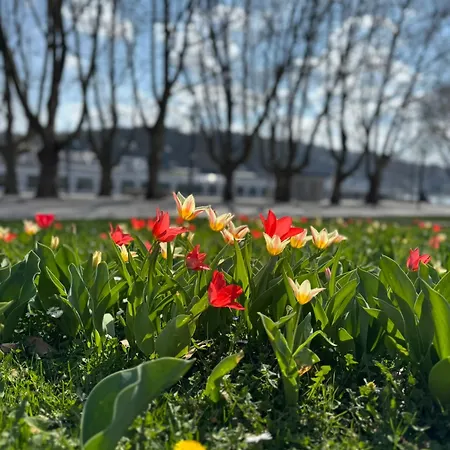 Rheinblick - Park And 